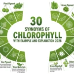 synonyms of chlorophyll